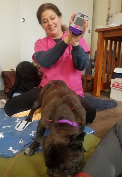 Jill Todd, DVM Cold Laser Therapy for Dogs, Cats, and Horses