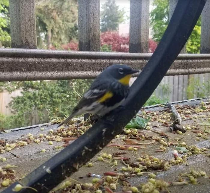 I had a visit from a yellow-rumped warbler in my yard