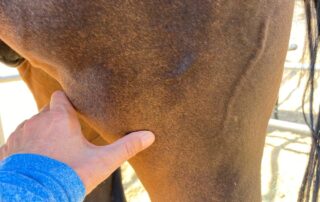 Learn how to do acupressure on your animal