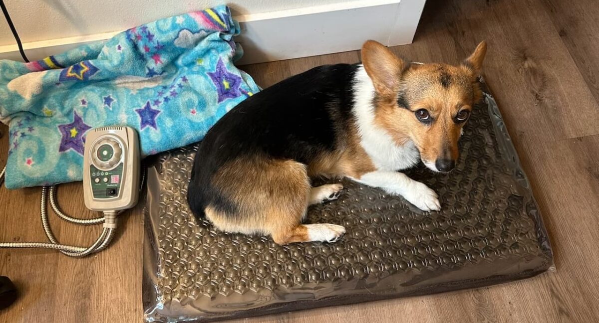 Pet PEMF Mat Infrared Holistic Veterinary Dr. Jill Todd