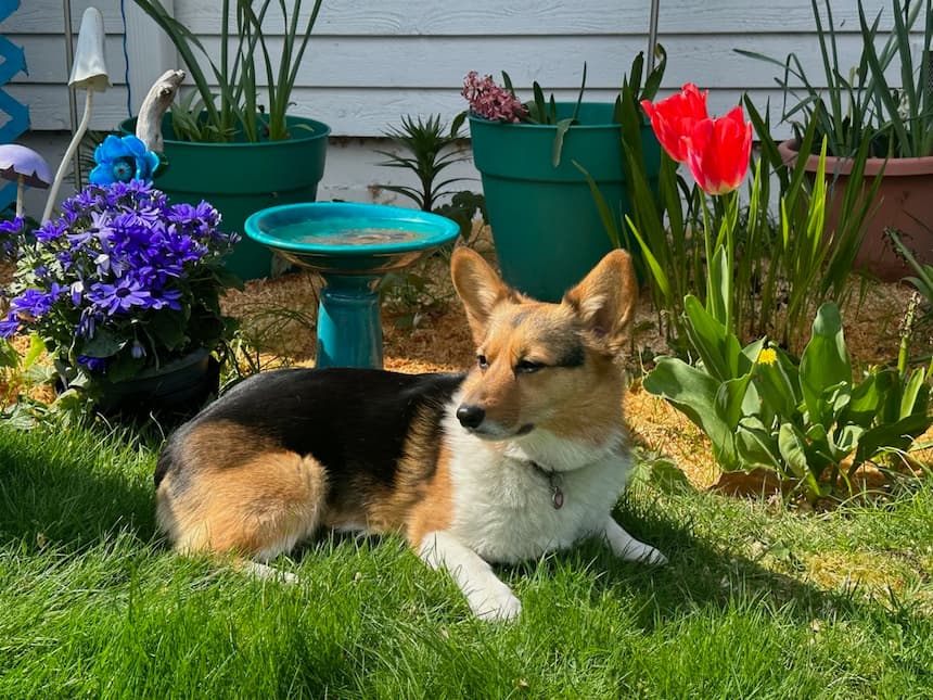 Vixie in the Spring warm weather