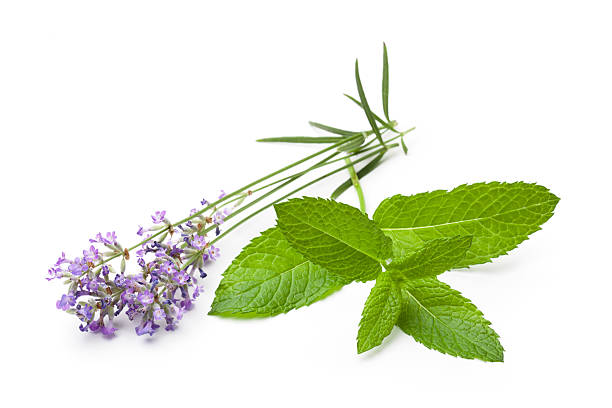 Lavender and Peppermint - ideal to get rid of pests
