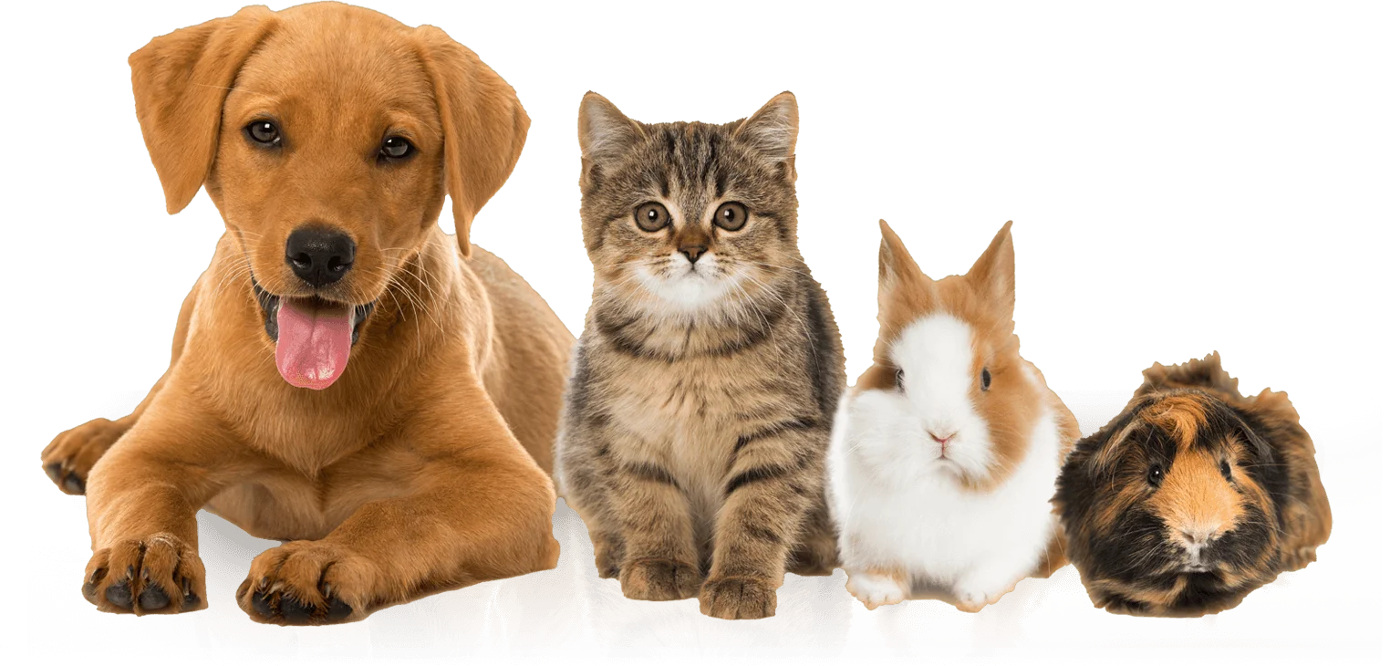pets big