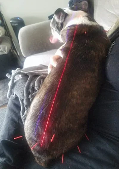 Veterinary Acupuncture for Dogs