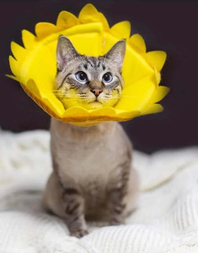 Feline incontinence