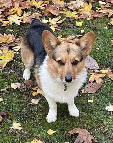 Keeping your pet happy and healthy this holiday season. 1 Vixie Elizabeth walking in the fall leaves